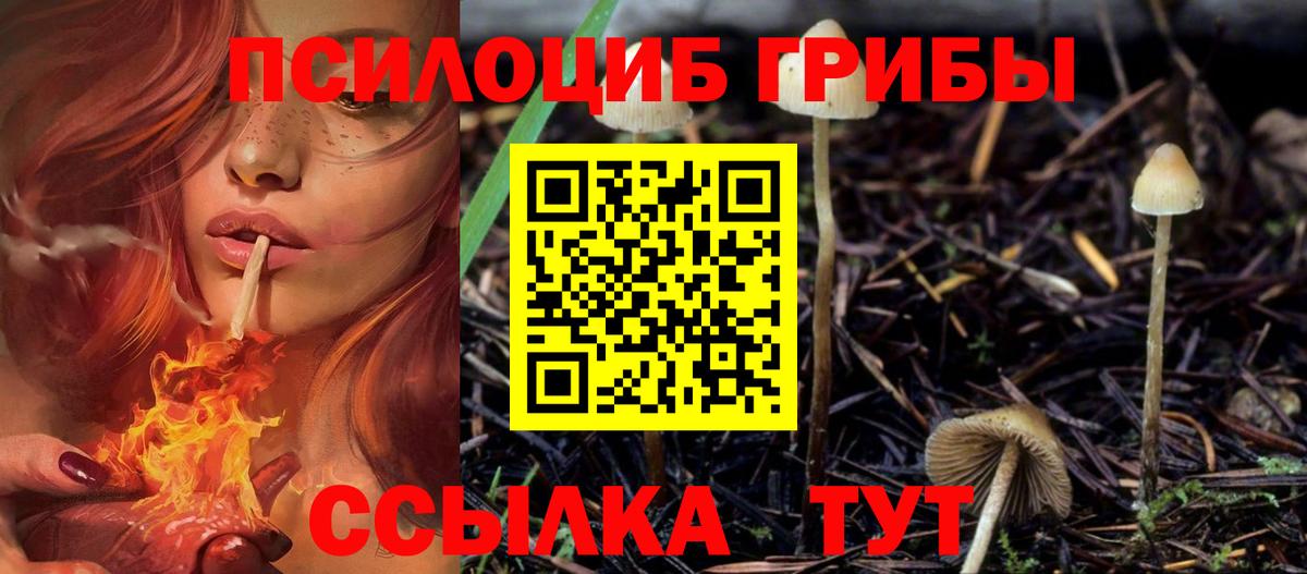 Усть-Кут  Галлюциногенные грибы Cubensis  Вход с VPN  Псилоцибиновые грибы ЛСД 